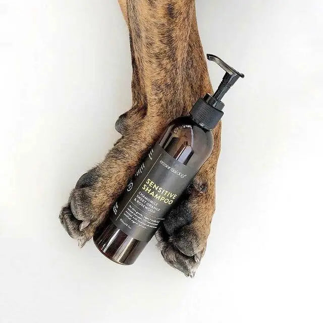 Natural Sensitive Dog Shampoo (Chamomile, Orange & Rosewood) - TOODIPET