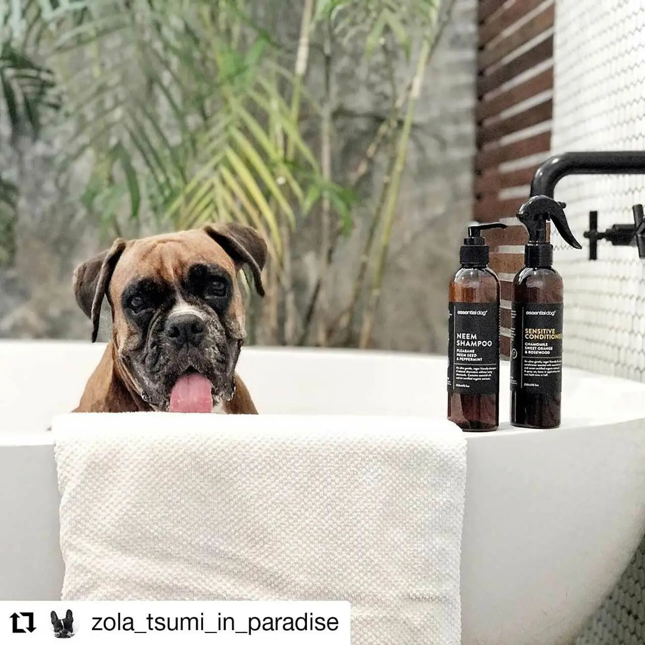Natural Sensitive Dog Conditioner (Chamomile & Rosewood) - TOODIPET