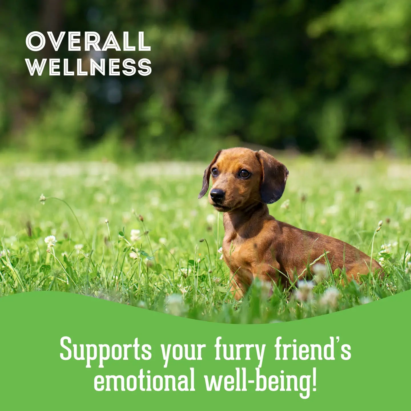 Soft & Chewy Supplement Calming Supplement For Dogs 150g - TOODIPET