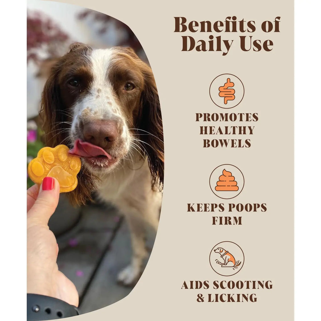 Pumpkin Powder Food For Dogs | Canned Pumpkin Purée Alternative - TOODIPET