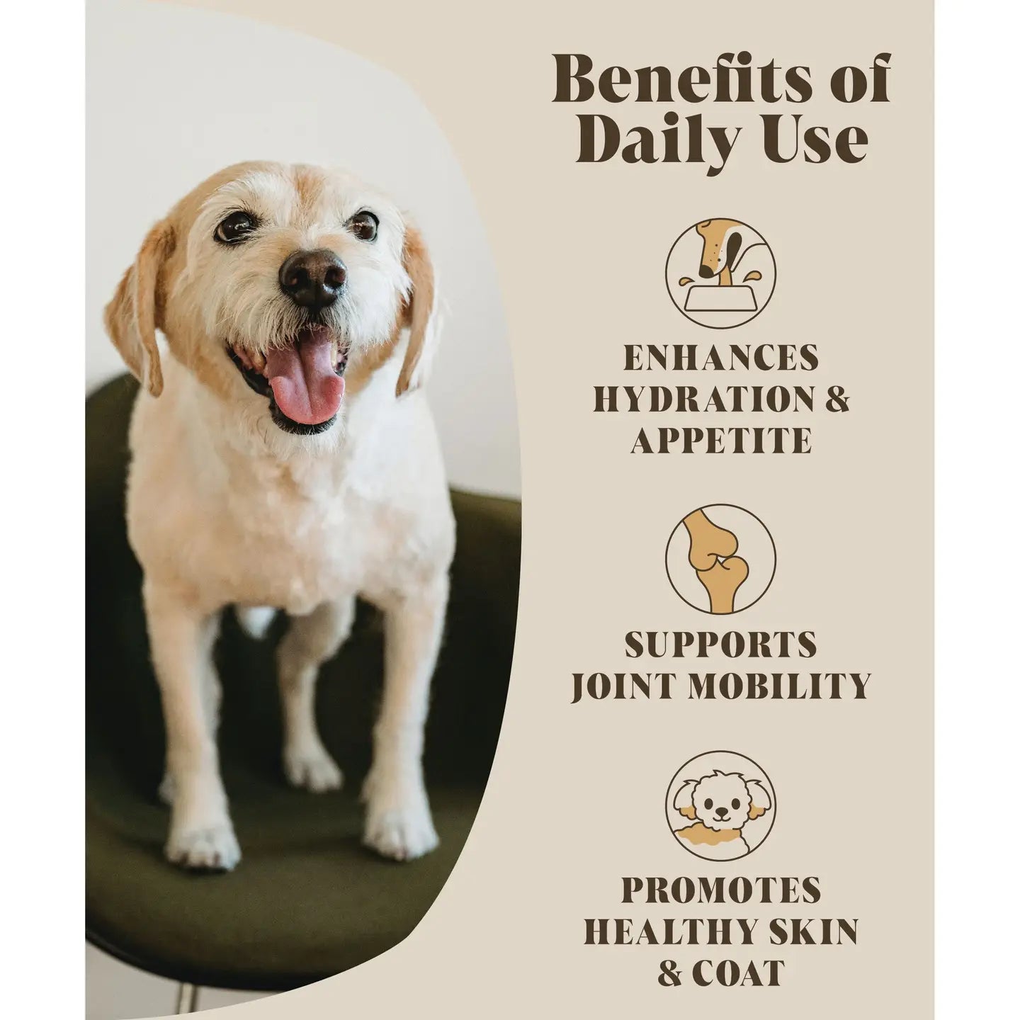 Bone Broth For Dogs - TOODIPET