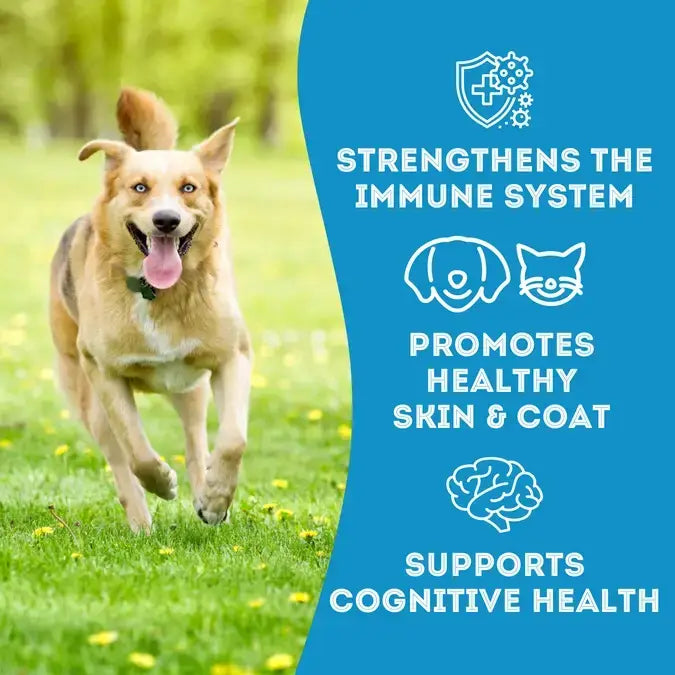Cod Skin Dehydrated Pet Treats: High-Protein & Low-Calorie - TOODIPET