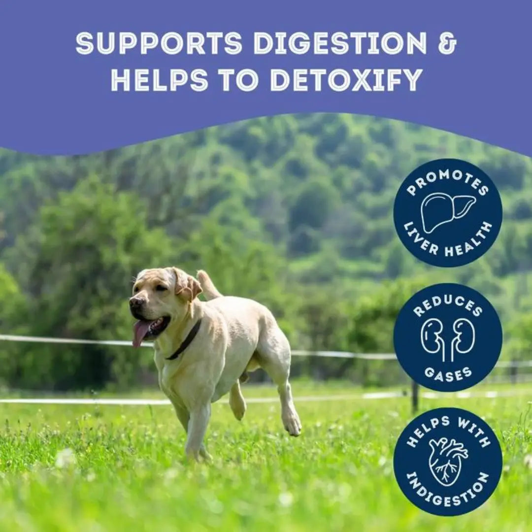 Dog Supplements- Digestion Supplement Herbal Bites - TOODIPET