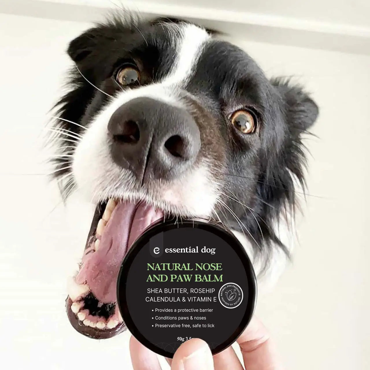 Nose and paw balm for dogs (shea, rosehip, calendula and vitamin E) - TOODIPET