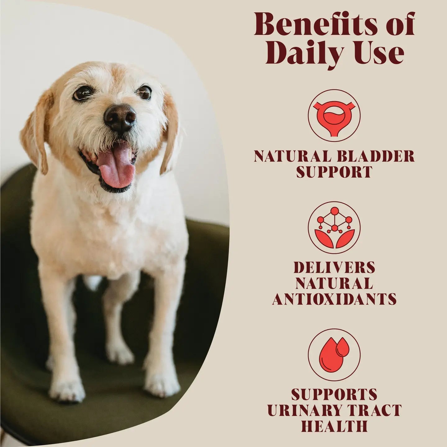 Urinary Cranberry For Dogs - TOODIPET