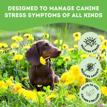 Soft & Chewy Supplement Calming Supplement For Dogs 150g - TOODIPET