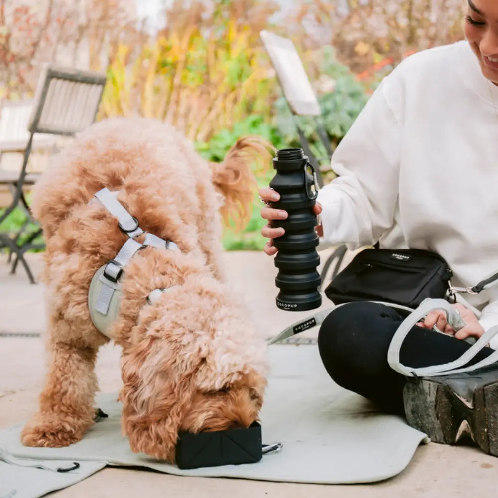 Foldable Travel Bowl Puppy- Black
