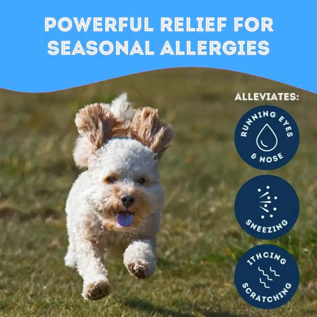 Dog Supplements- Immunity Support Dog Herbal Bites - TOODIPET