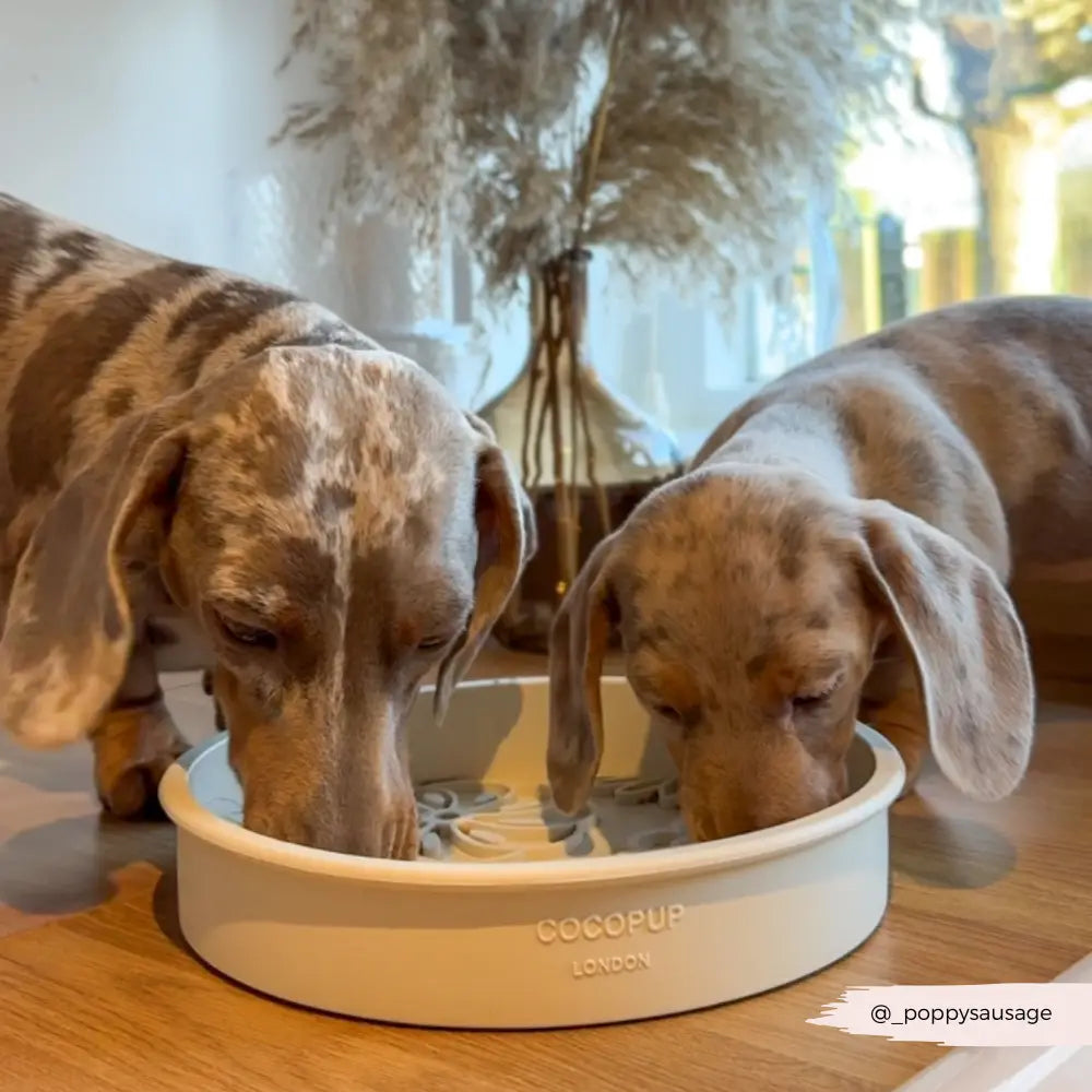 Silicone Slow Feed Puppy Dog Bowl - Cream Flowers