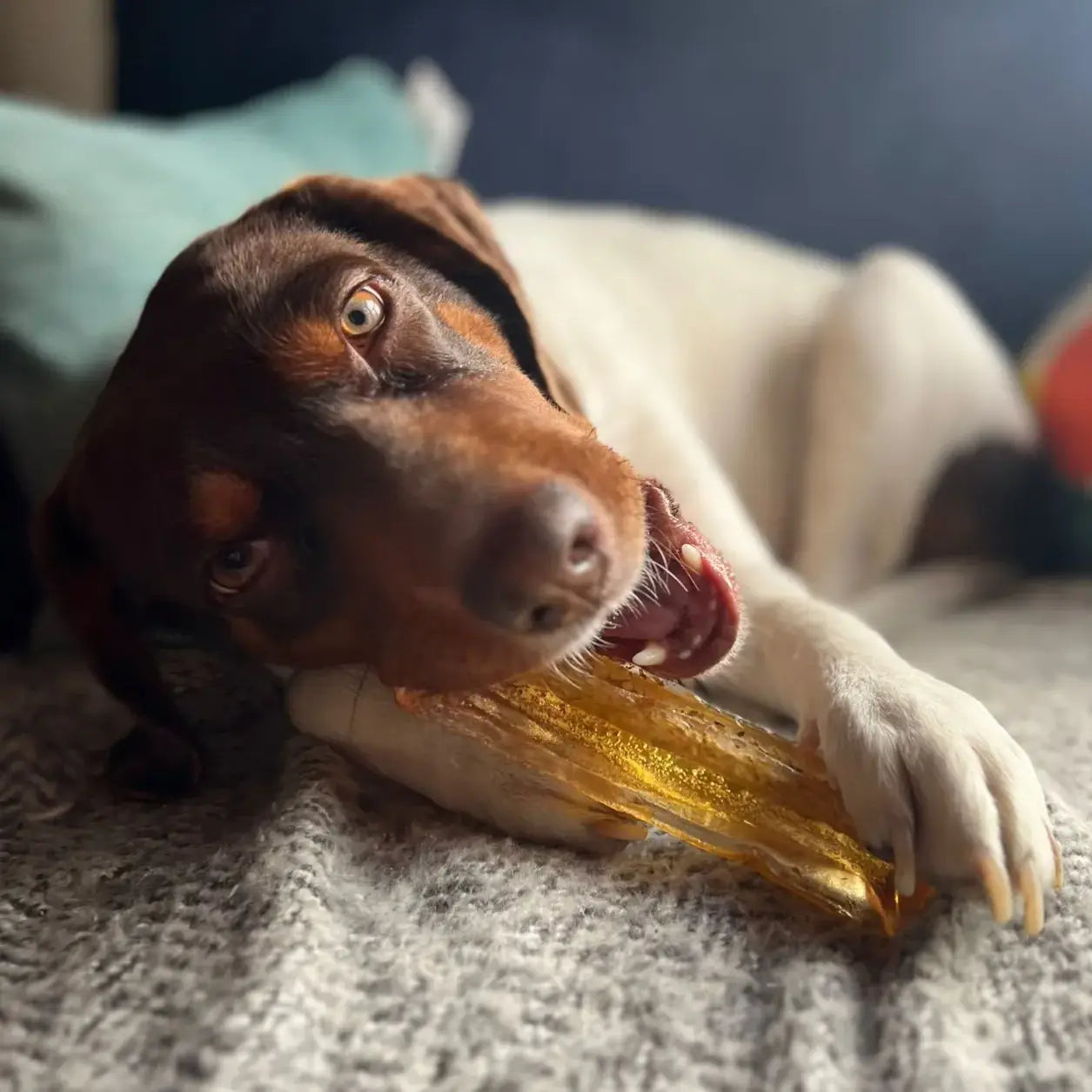 Mighty Marrows - Collagen Dental Chews Pork puppy bone - TOODIPET