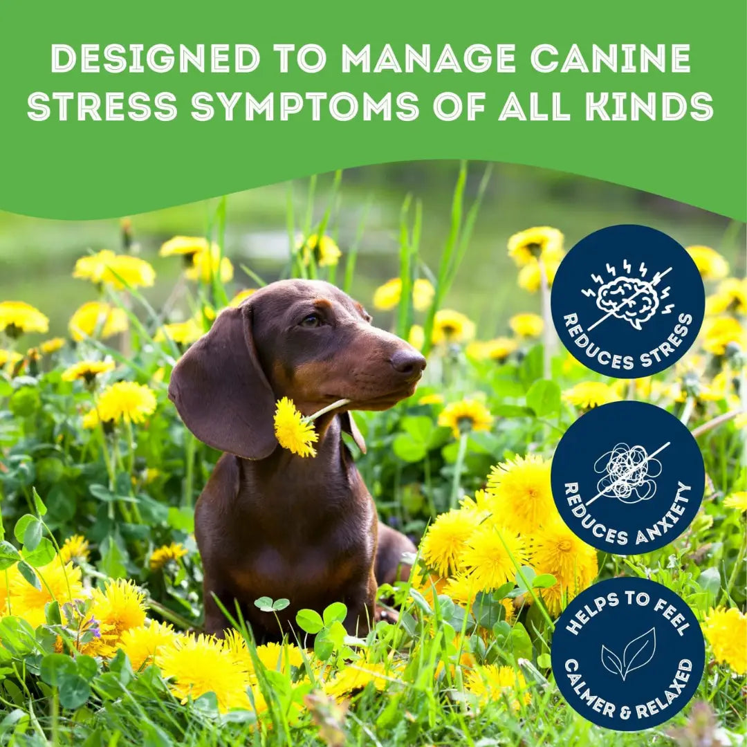 Dog Supplements-Stress & Anxiety Supplement Dog Herbal Bites - TOODIPET